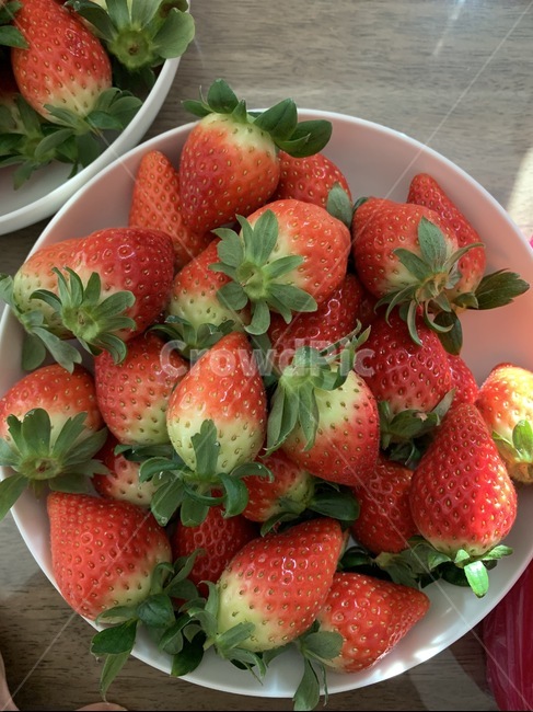 과일,fruit,strawberry,딸기,음식,food,식물