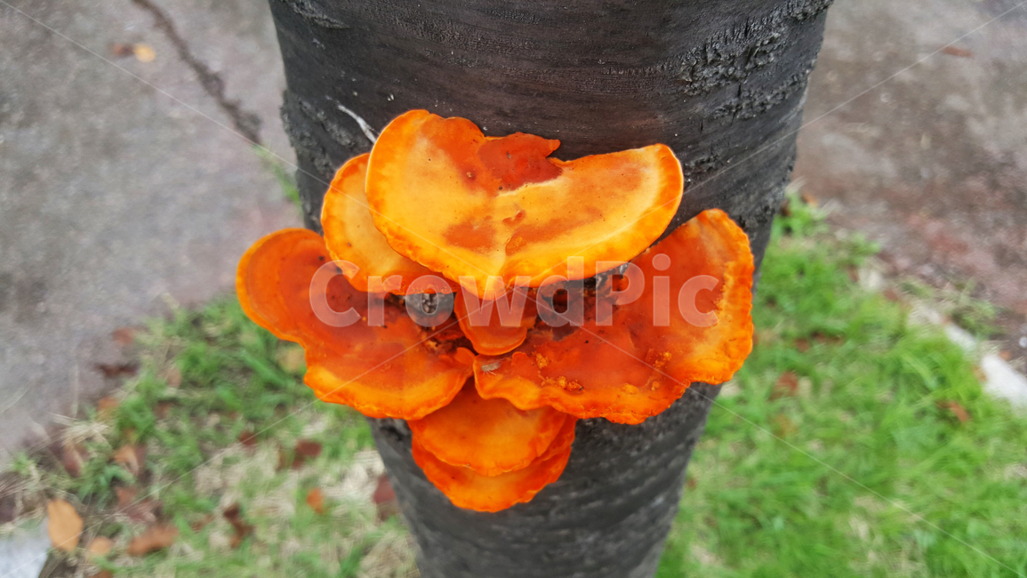 버섯,벚꽃나무,나무와버섯,잔디,붉은버섯,mushroom,cherrytree,grass,tree