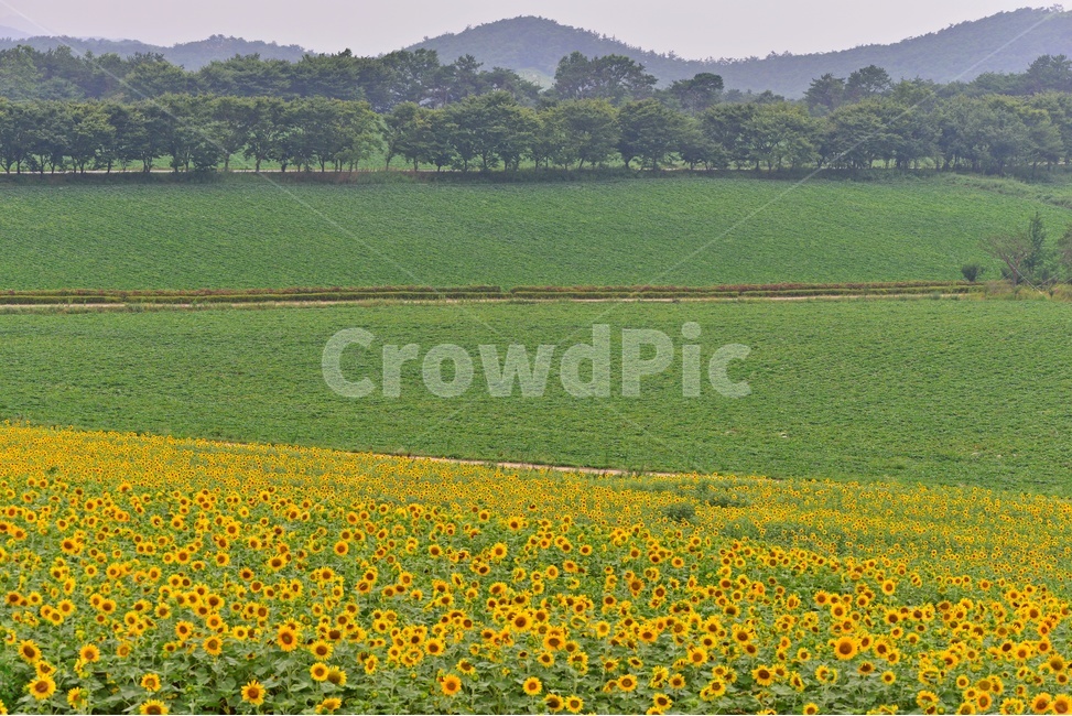 flower,sprout,새싹,bud,싹,blossom,꽃,plant,식물,해바라기,해바라기꽃,고창,학원농장,해바라기밭,자연,풍경,nature,landscape