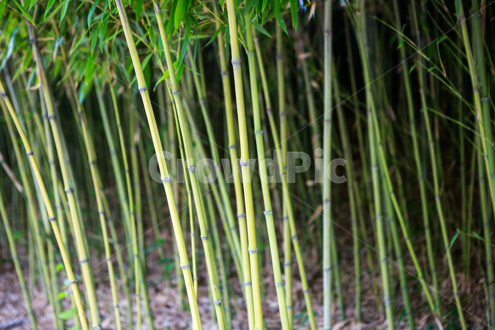 대나무,대릉원,식물,nature,자연,green,식물,자연,plants,nature,나무,trees,wood