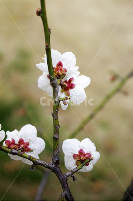 꽃,flower,매화,봄,spring,계절,식물,plant,식물,자연,plants,nature,꽃,flower