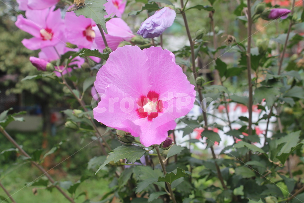 무궁화,꽃,flower,식물,plant,blossom,핑크색,핑크꽃,식물,자연,plants,nature,꽃,flower
