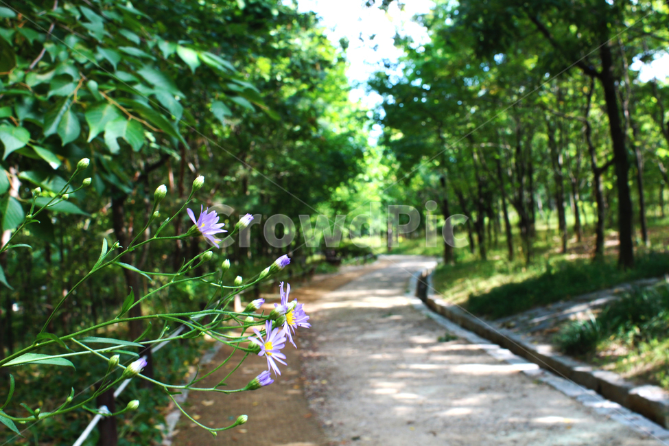 길,나무,숲,꽃,야영장,수목원,숲길,자연,풍경,nature,landscape,plant,식물