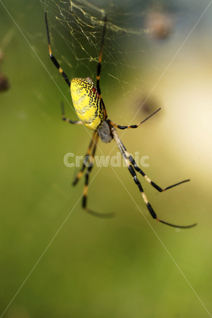 호랑거미,거미,담록색,절지동물,argiopeamoena,거미목,거미줄,동물,animal,곤충,벌레,insect,bug