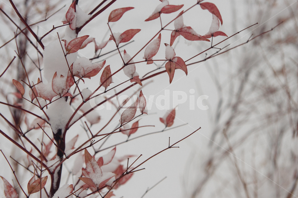 눈,snow,겨울,눈길,나무,잎,식물,tree,겨울,계절,winter,season