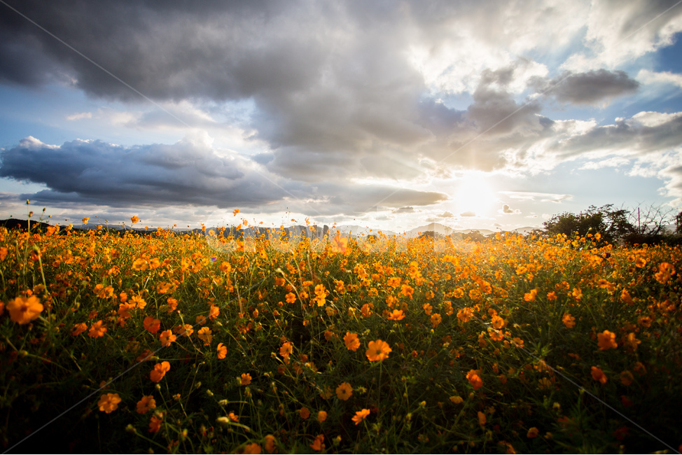 노을,풍경,들판,코스모스,하늘,경주,구름,자연,풍경,nature,landscape,field,들,grassland,목초지,outdoors,옥외,farm,농장,rural,농촌,meadow