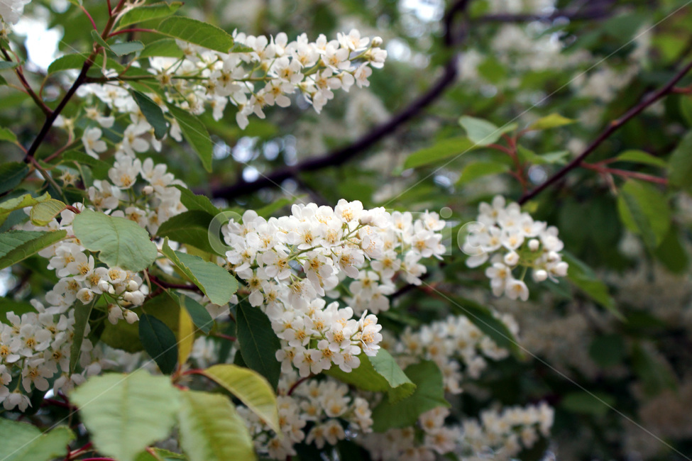 아카시아,꽃,나무,식물,자연,식물원,공원,acacia,flowers,trees,plants,nature,botanicalgardens,parks