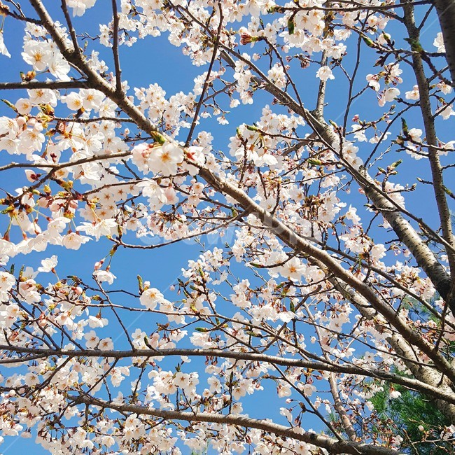 벚꽃,꽃,봄,blossom,flower,spring