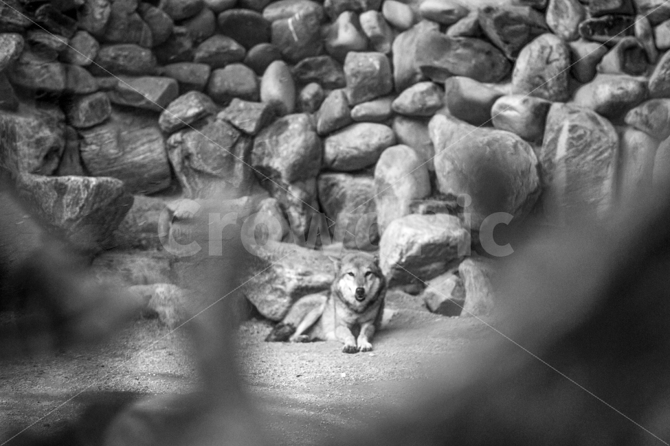 늑대,동물원,흑백,동물,서울대공원,동물,animal,포유류,mammal,흑백,모노톤,monochrome,black and white