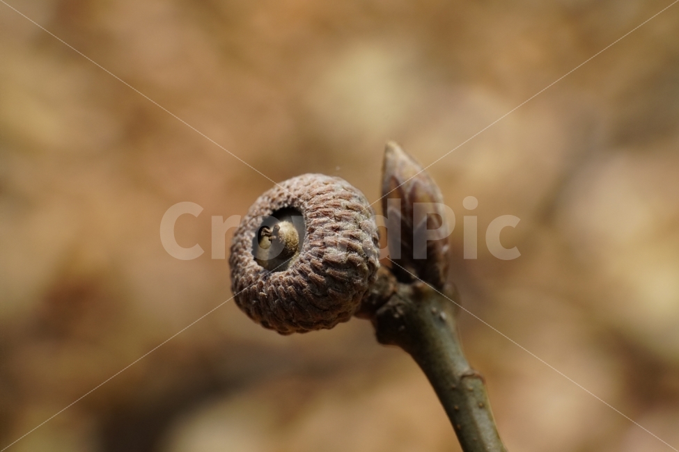 도토리,나뭇가지,참나무,상수리나무,봄,열매,결실,자연,식물,과일,nature,acorn,풍경,landscape,접사,mcaro,감성,감성사진,fruit,계절,season,식물,자연,plants,nature