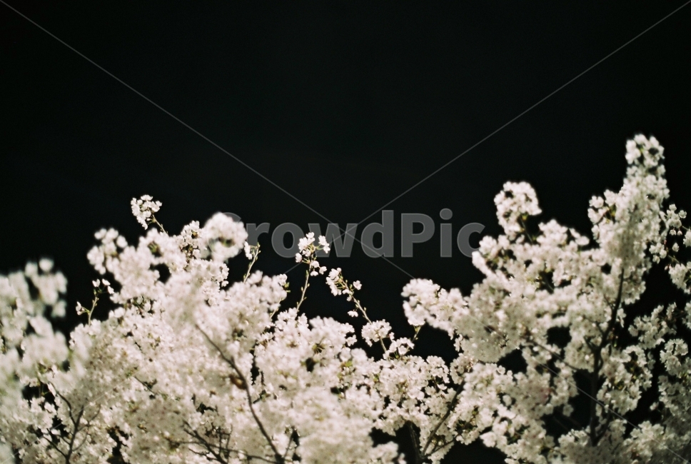 필름사진,벚꽃,밤벚꽃,꽃,밤,봄,계절,spring,season,식물,자연,plants,nature,꽃,flower,감성,sensible,feeling,plant,blossom,cherry blossom