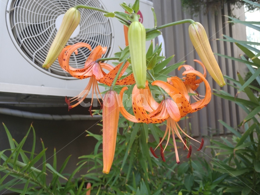 참나리,나리,lily,백합,나리꽃,lilium,알나리,식물