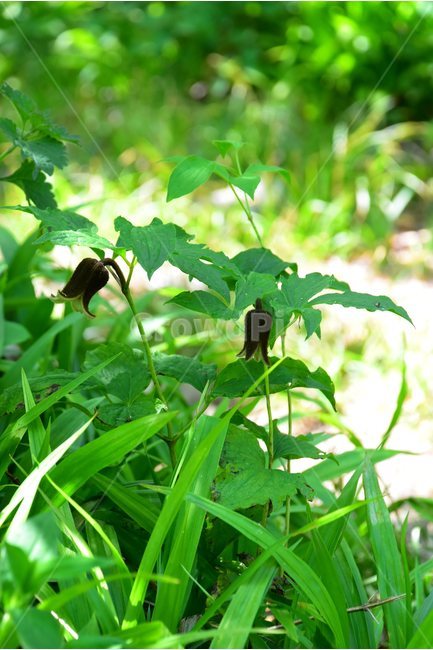 요강나물,야생화,꽃,식물,자연,생태,플라워,flower,plants,nature,식물,자연,plants,nature,꽃,flower