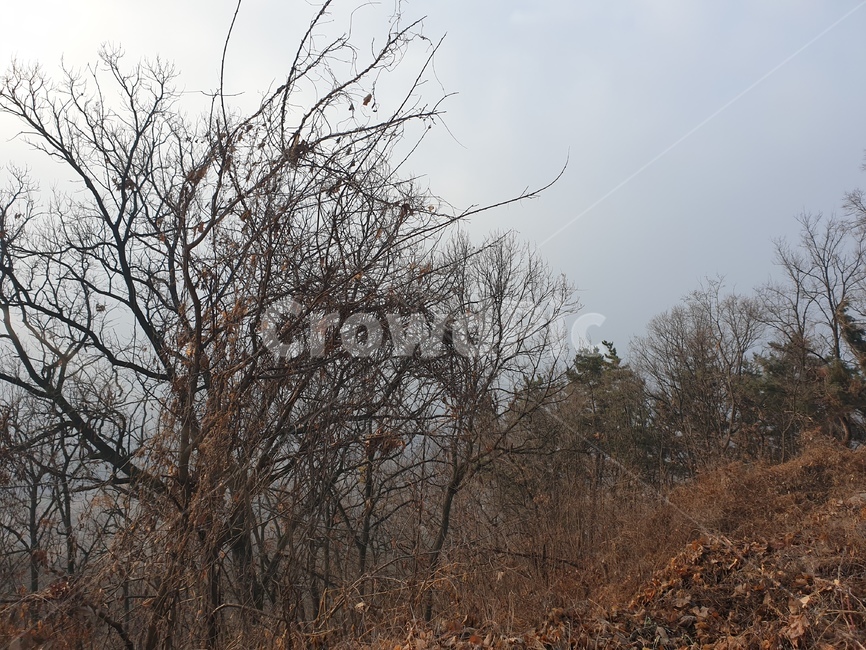 산,정산,mountain,나무,tree