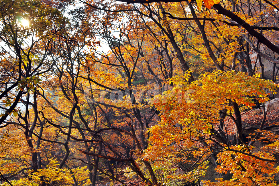 가을,단풍,노란색,낙엽,산,가을,계절,fall,autumn,season,tree,나무,plant,식물,maple,tree trunk,나무 줄기
