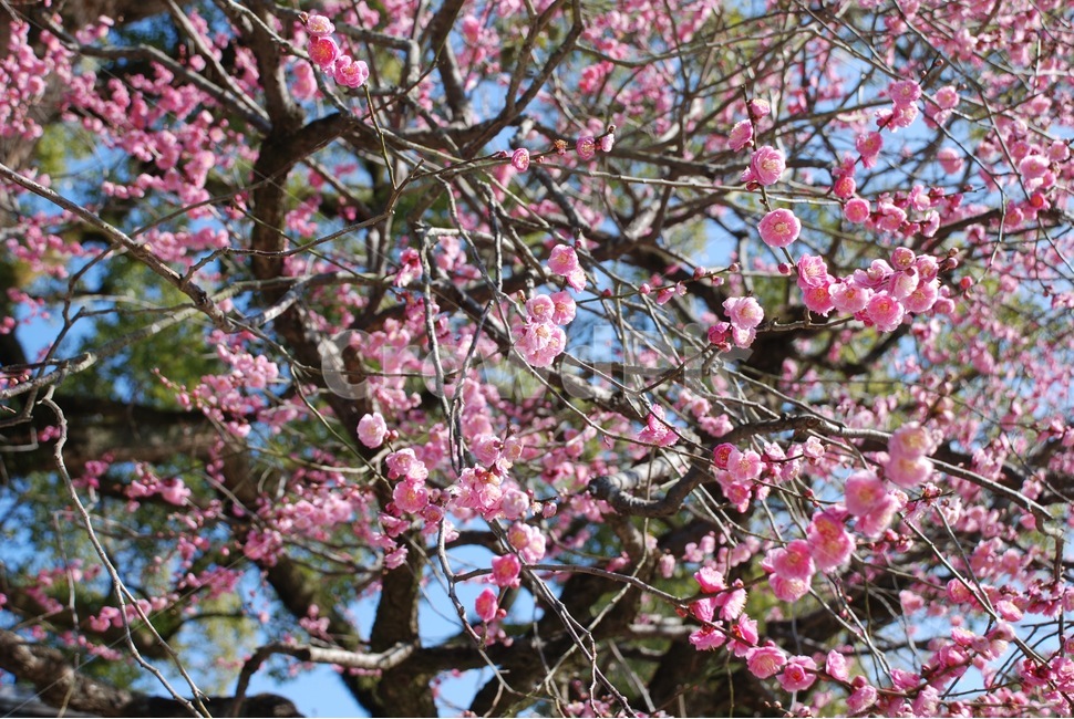 매화,홍매화,백매화,봄,꽃나무,나무,봄,계절,spring,season,식물,자연,plants,nature,꽃,flower,plant