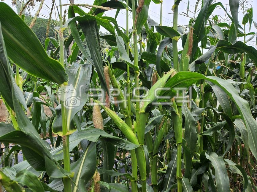 corner,raw corn,field,corn,summer,corn stubble