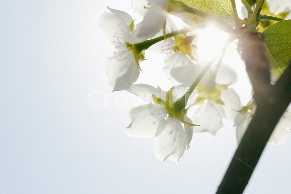 봄,식물,자연풍경,감성사진,꽃,봄,계절,spring,season,식물,자연,plants,nature,꽃,flower,감성,sensible,feeling,휴식,힐링,rest,relaxation,healing,plant