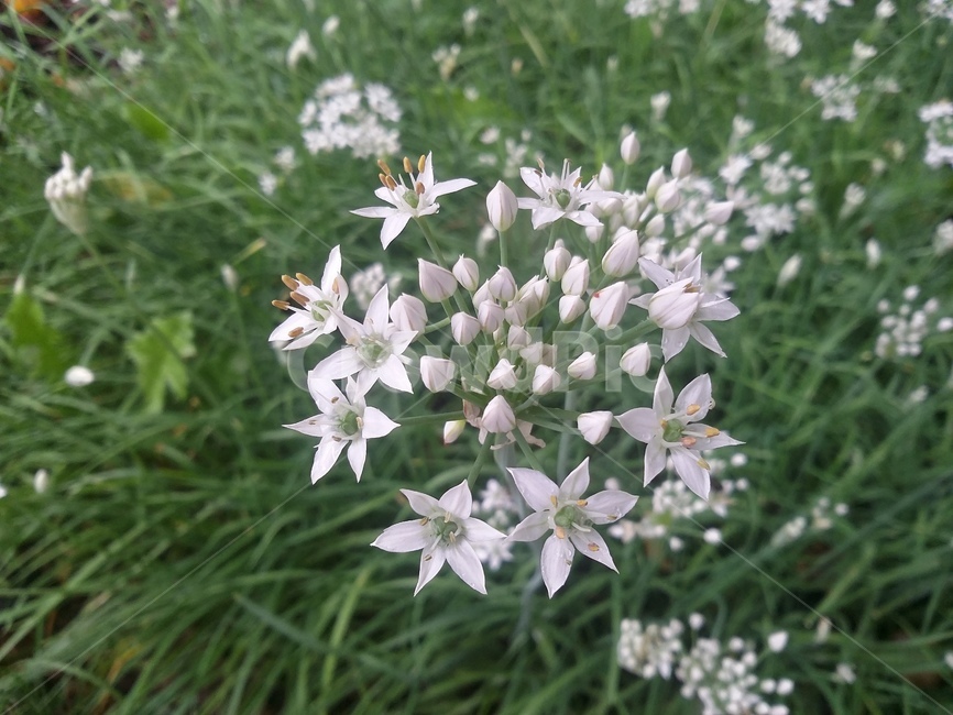 꽃,식물,plant,flower,자연,식물,자연,plants,nature