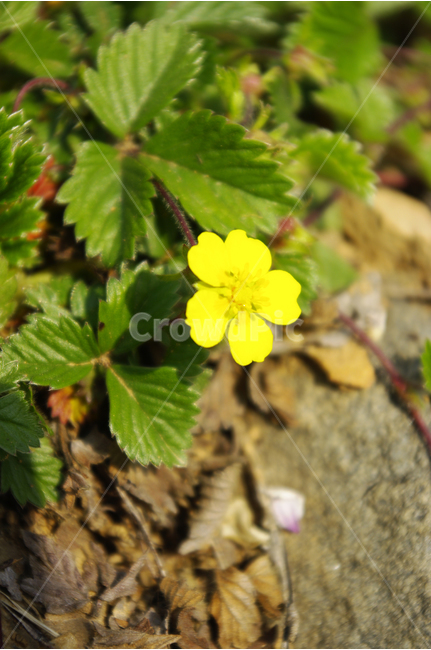 양지꽃,식물,flower,plants,nature,꽃,꽃봉오리,color,식물,자연,plants,nature,꽃,flower