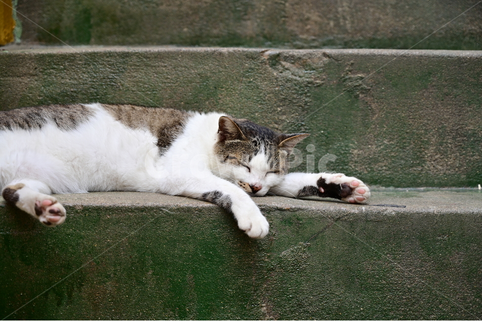 고양이,길고양이,도로,cat,streetcat,road,동물,animal,포유류,mammal,고양이,cat,kitten,kitty