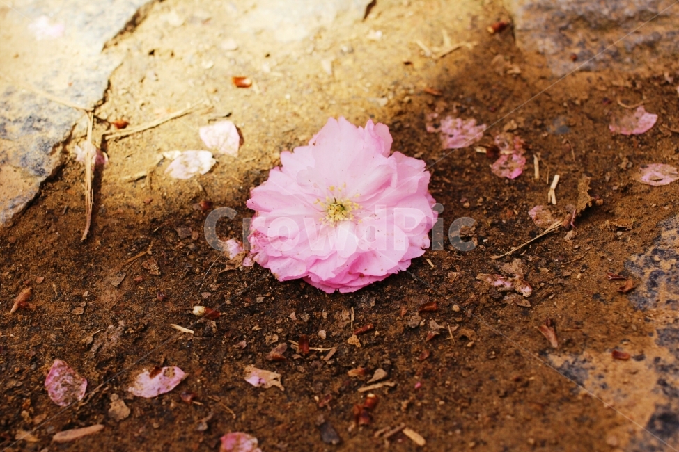 봄,봄꽃,겹벚꽃,왕벚꽃,벚꽃나무,벚꽃,꽃,flower,낙화,자연,식물,봄,계절,spring,season,식물,자연,plants,nature,꽃,flower,plant
