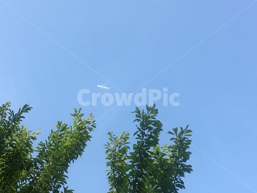 비행기,교통,하늘,항공기,flying,파란하늘,나무