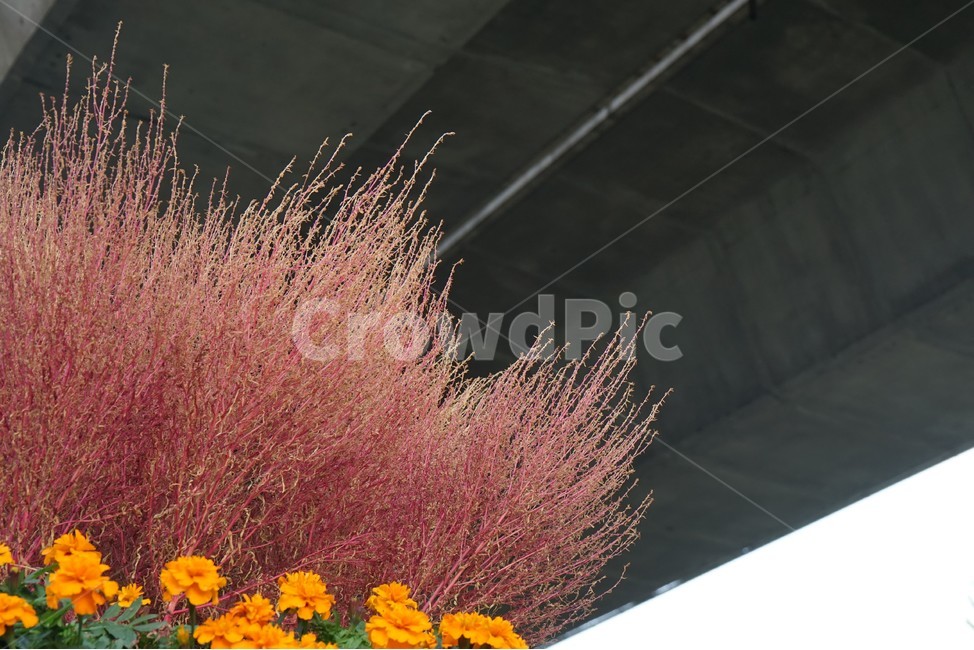 국화,가을,우아함,노랑,꽃,꽃송이,chrysanthemum,autumn,bloom,fall,nature,yellow,elegance,식물,자연,plants,nature,꽃,flower