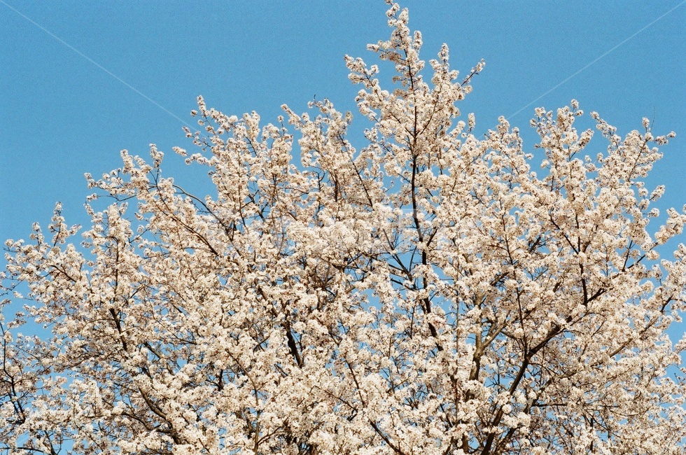 봄,벚꽃,꽃,하늘,나무,식물,자연,plants,nature,꽃,flower,나무,trees,wood