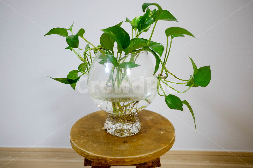 식물,화분,인테리어,디자인,초록,풀,녹색,식물,자연,plants,nature,실내용화초,화분,화초,house plant