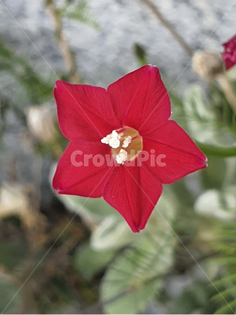 flower,꽃,blossom,plant,식물,유홍초,식물,자연,plants,nature,꽃,flower
