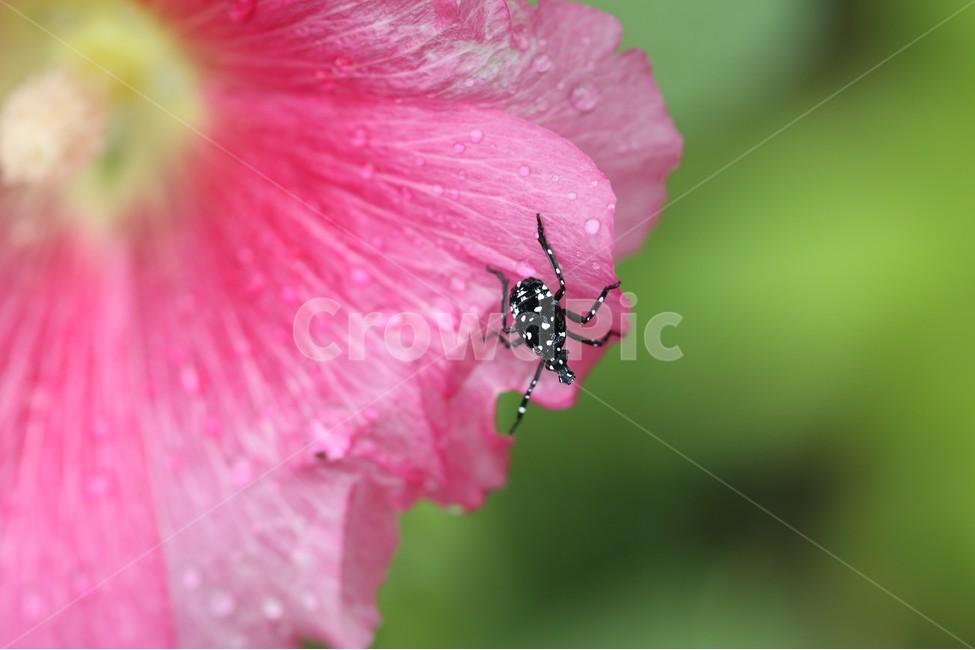 꽃,곤충,flower,insect,bug,서울숲,식물,자연,plants,nature,꽃,flower,동물,animal,곤충,벌레,insect,bug