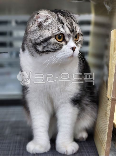 고양이,스코티쉬폴드,반려동물,귀여운,cat,pet,고양이,cat,kitten,kitty