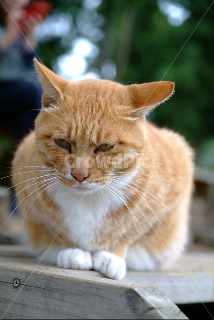 pet,애완동물,cat,고양이,동물,animal,동물,animal,포유류,mammal,고양이,cat,kitten,kitty