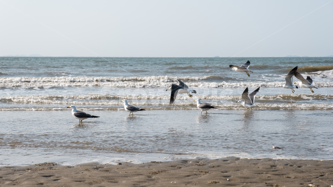 바다,갈매기,해변,animal,동물,bird,새,flying,나는,동물,animal,조류,새,birds
