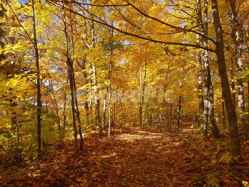 낙엽,단풍,은행나무,가을,숲속,가을,계절,fall,autumn,season,tree,나무,plant,식물,ground,바닥