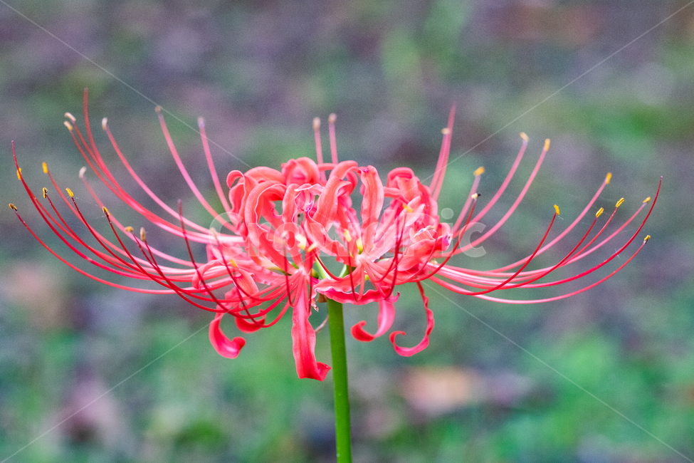상상화,이별,만남,꽃,자연,nature,식물,식물,자연,plants,nature,꽃,flower