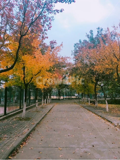 가을,단풍,은행나무,가을단풍,낙엽