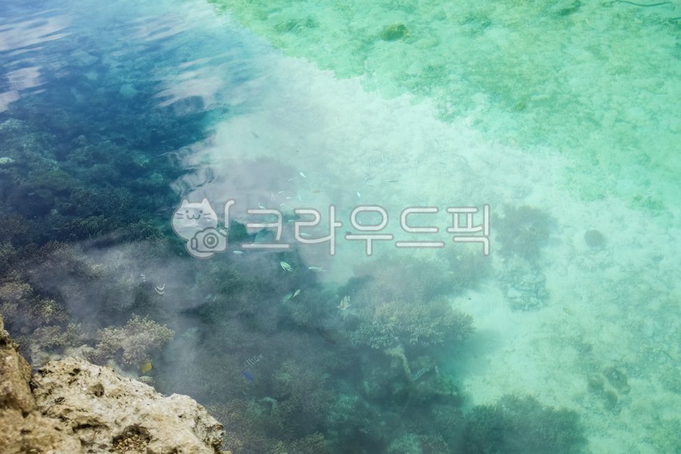 바다,옥빛바다,물고기,산호초,물,water,nature,자연,sea,ocean,대양,outdoors,옥외,reef,암초,animal,동물,sealife,해양생물