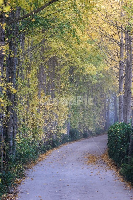 가을,은행나무,단풍,낙엽,나무,자연,식물,풍경,안개,자연풍경,감성,nature,fall,autumn,trees,yellow,은행나무길,green,가을,계절,fall,autumn,season,tree,plant,tree trunk,나무 줄기