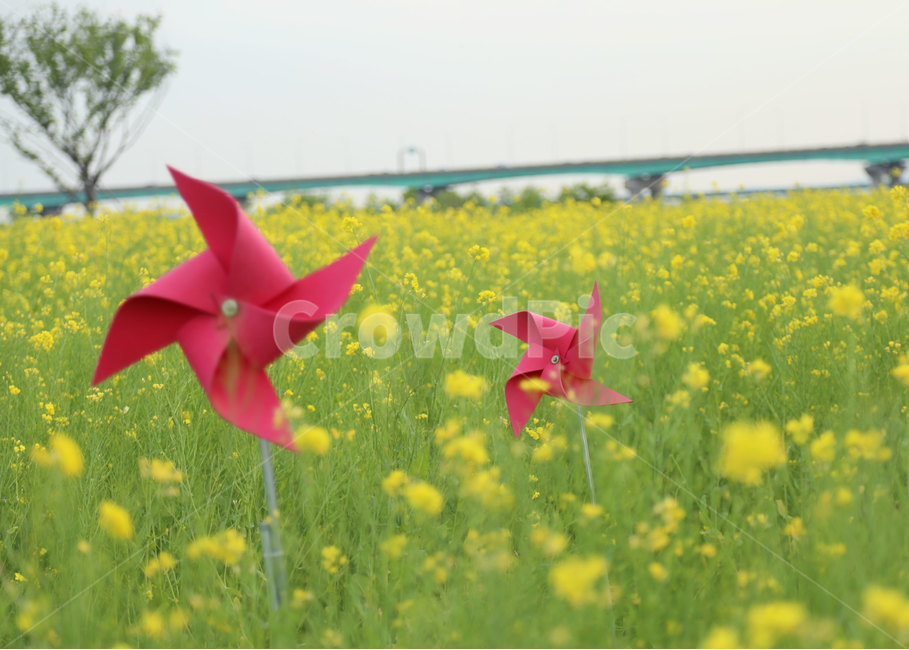 바람개비,유채꽃,나무,봄,꽃밭,꽃,field,들,nature,자연,빨강,노랑
