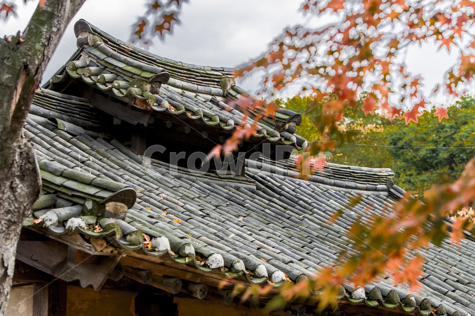 단풍,기와,패턴,선,가을,전통가옥,가을,계절,fall,autumn,season,한국전통,한국문화,korean traditional,korean culture,건축물,건물외관,exterior,building,structure,architecture,construction,roof,지붕