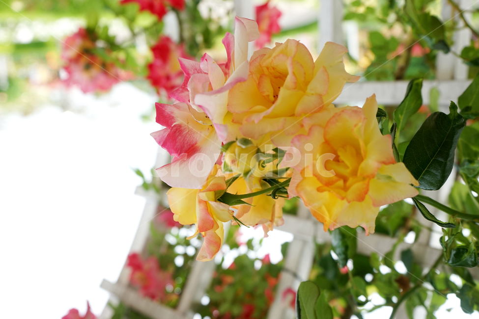 plant,flower,꽃,blossom,flowerarrangement,꽃꽂이,flowerbouquet,꽃부케,장미,장미꽃,울타리,식물,자연,풍경