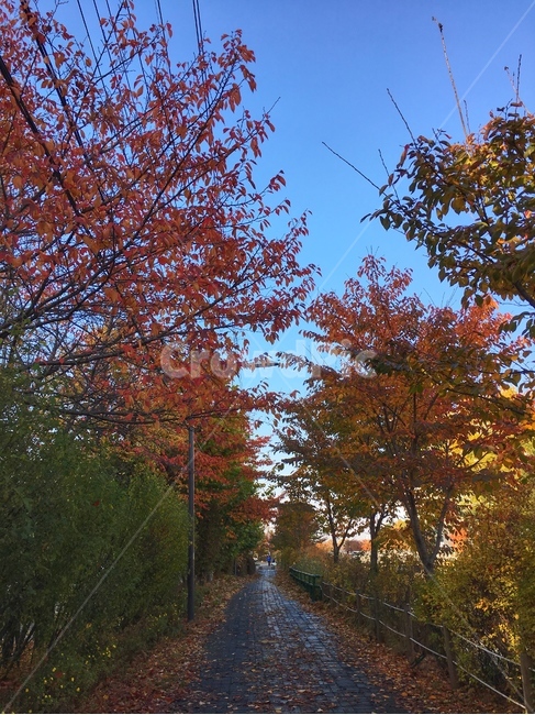 plant,식물,tree,나무,가을,단풍나무,단풍,단풍잎,공원