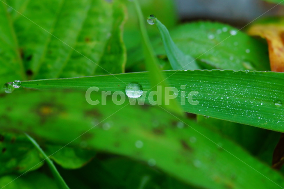 droplet,작은물방울,plant,식물,leaf,잎,식물,자연,plants,nature