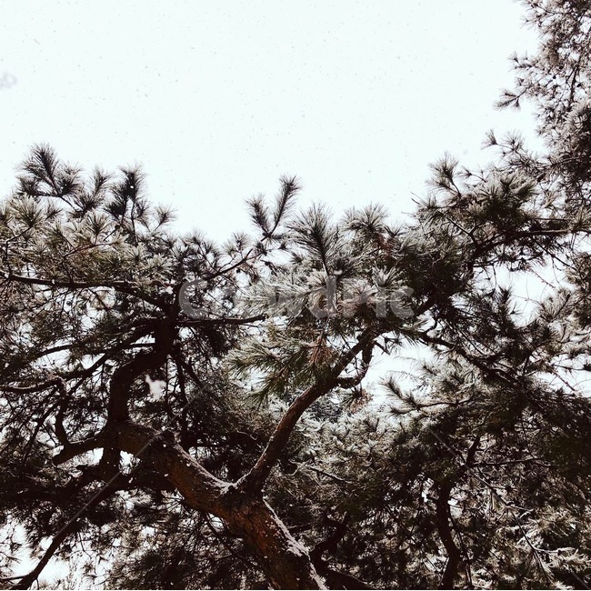 눈,설경,소나무,자연,나무
