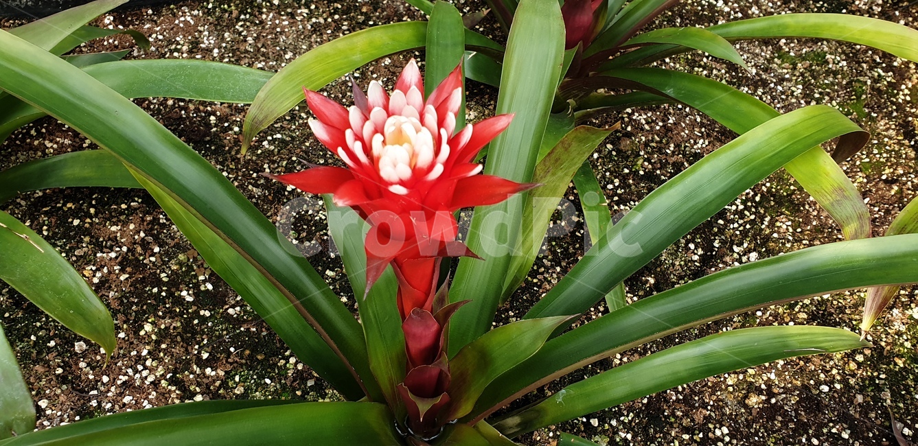 꽃,아나나스,화원,정원,화초,자연,식물,자연,plants,nature,꽃,flower