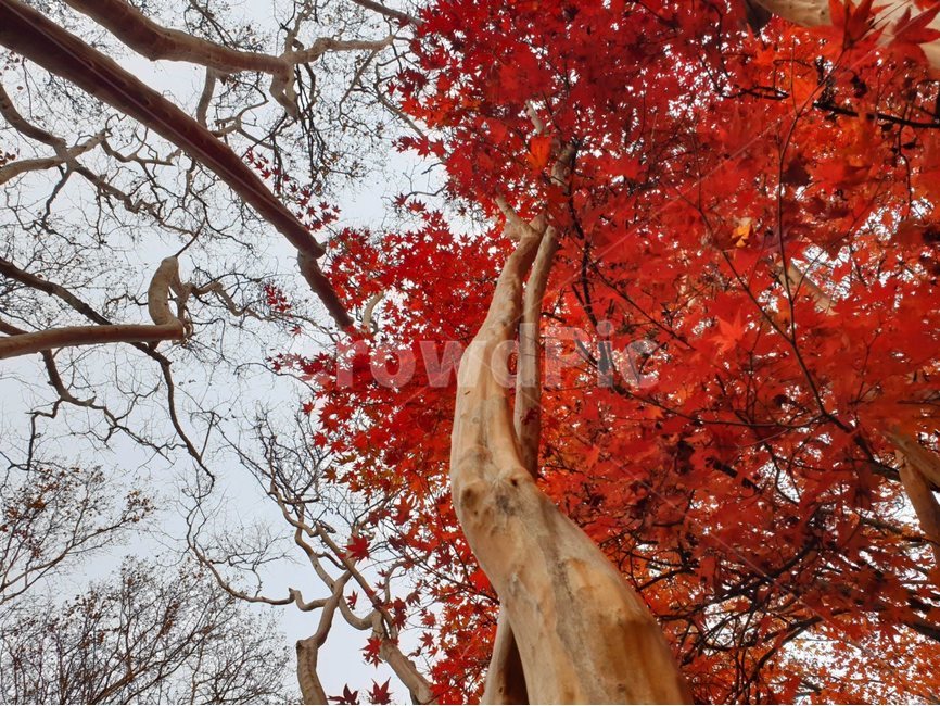 나무,잎,leaf,단풍,maple,tree,가을
