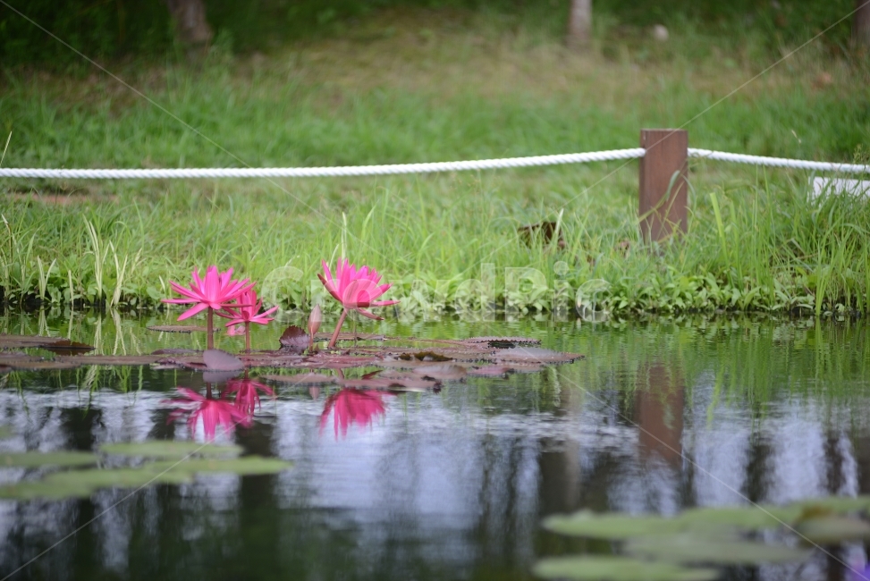 수련,연꽃,반영,물,자연,꽃,연잎,분홍,초록,식물,자연,plants,nature,꽃,flower