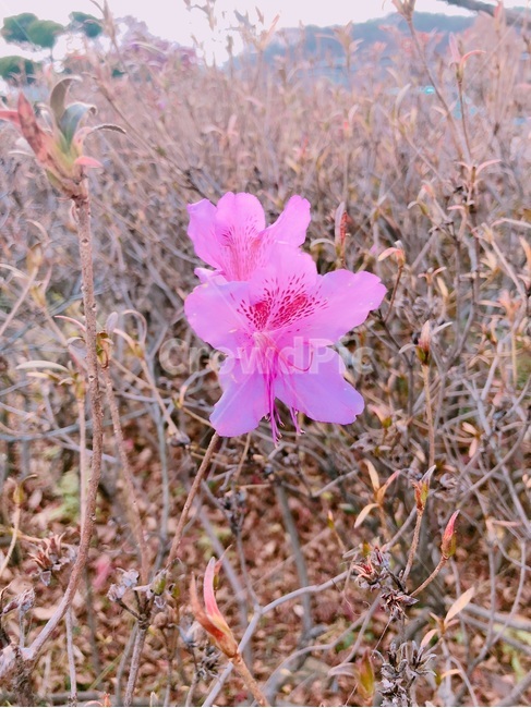 꽃,flower,가시,철쭉,진달래,prickle